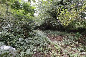 Rear Garden- click for photo gallery